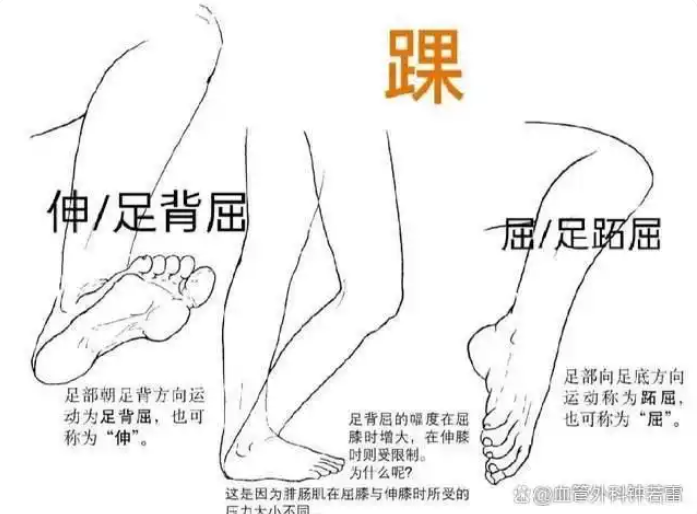 久站久坐党快收藏！静脉曲张腿疼，3个动作改善，还能预防血栓！